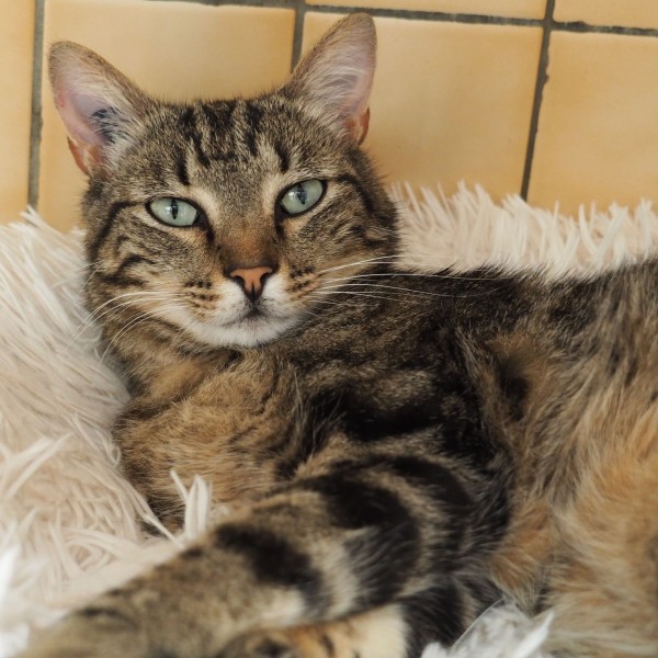  photo du chat Smocker de la spa de Savoie  / Chambery - Auvergne-Rhône-Alpes