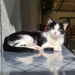  photo du chat Twister de la spa de Savoie  / Chambery - Auvergne-Rhône-Alpes