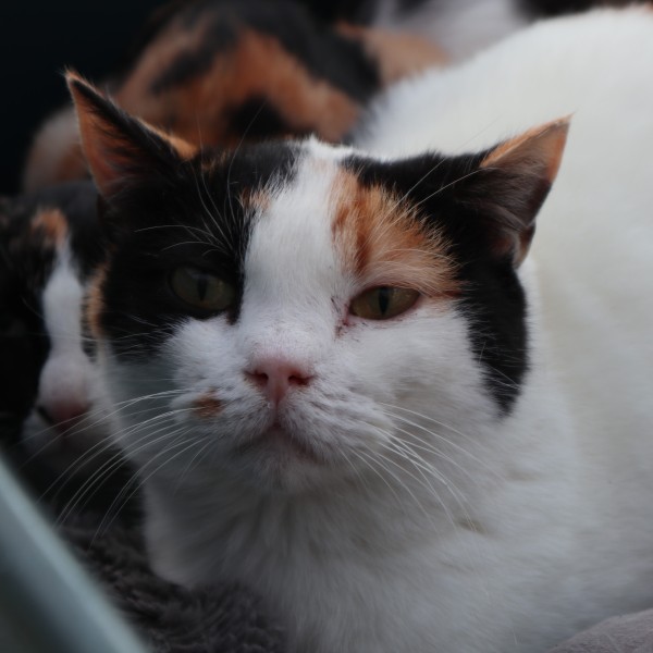 photo du chat Howlite de la spa de Savoie  / Chambery - Auvergne-Rhône-Alpes