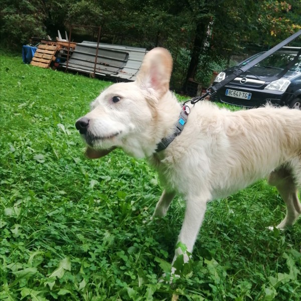 photo du chien Guizmo de la spa de Savoie  / Chambery - Auvergne-Rhône-Alpes
