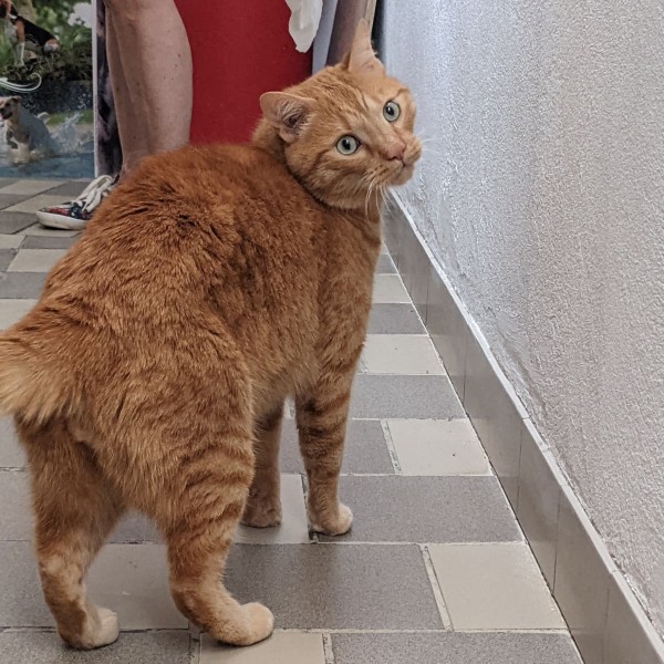  photo du chat Garfield de la spa de Savoie  / Chambery - Auvergne-Rhône-Alpes