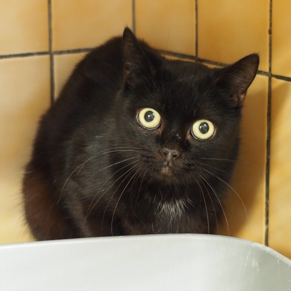  photo du chat Mimine - SOS de la spa de Savoie  / Chambery - Auvergne-Rhône-Alpes