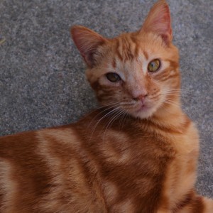  photo du chat Twister de la spa de Savoie  / Chambery - Auvergne-Rhône-Alpes