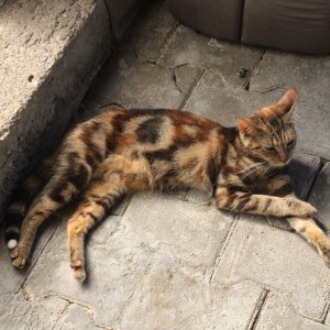  photo du chat Adriana de la spa de Savoie  / Chambery - Auvergne-Rhône-Alpes