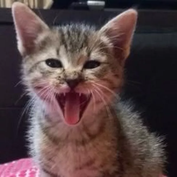 Titi