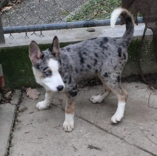 Sheyko