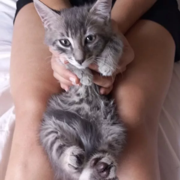 Tom