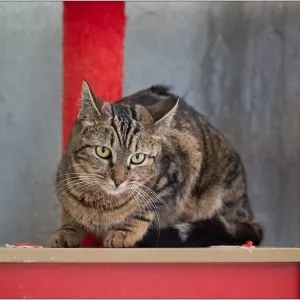 Mimie - Sos