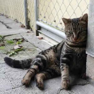 Oliver
