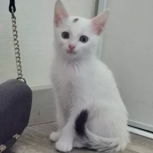 Sammy