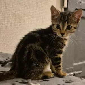Hazel