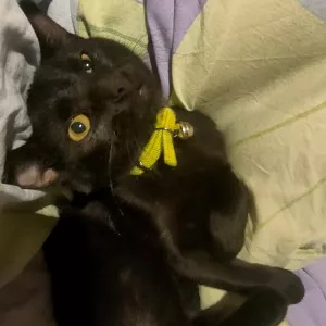 Ebony