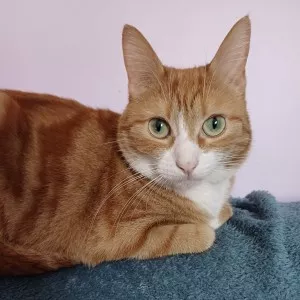 Kumkat