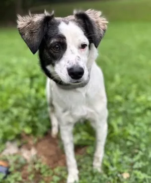 Chipie