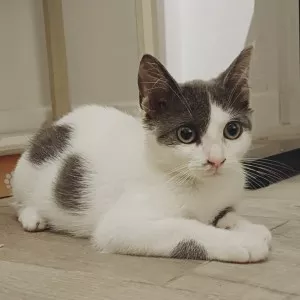 Thémis