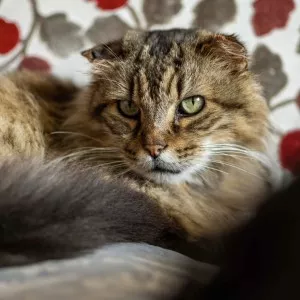 Oscar