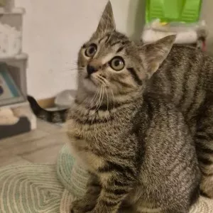 Molly