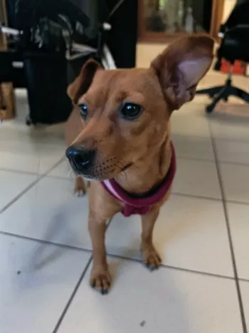 Stella