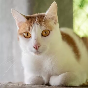 Nikita