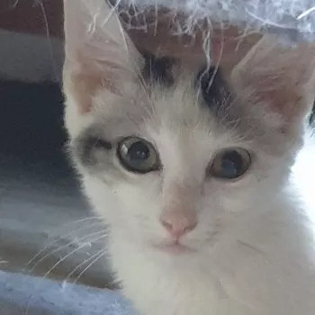 Neo