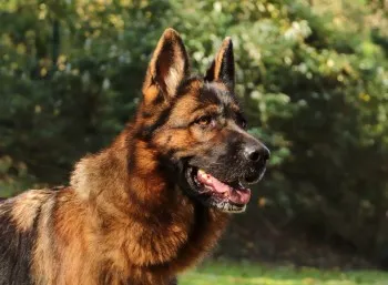 Romy / Adoptée
