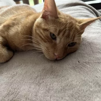 Câlin