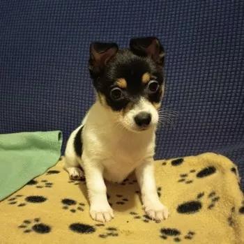 Chiots/ Nous Ne Prenons Plus De Demandes