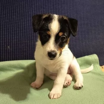 Chiots/ Nous Ne Prenons Plus De Demandes