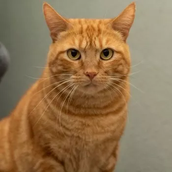 Aïko