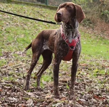 Ruby/ Adoptée
