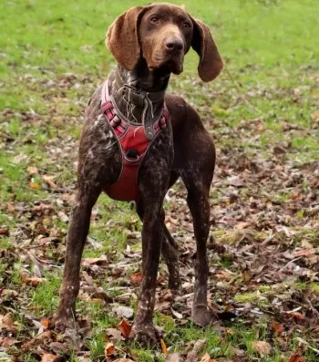 Ruby/ Adoptée