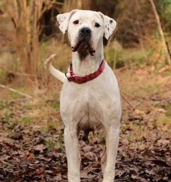 Ramses/ Adoptée