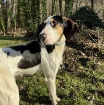 Rex / Adopté