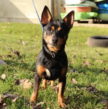 Rocky / Adopté