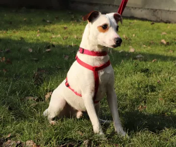 Jack / Adopté
