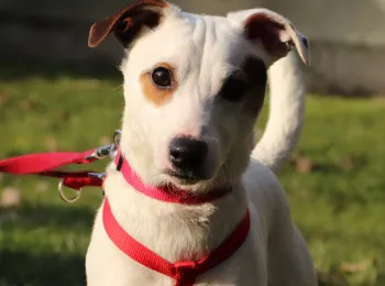Jack / Adopté
