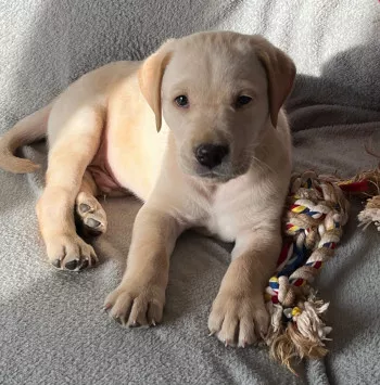 Bingo / Adopté