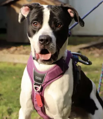 Ali / Adopté