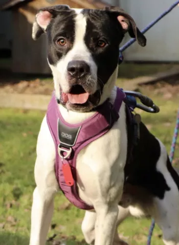 Ali / Adopté