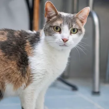 Perla