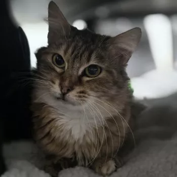 Pepette