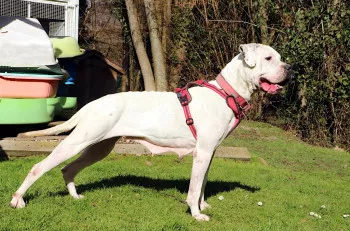 Ramses/ Adoptée