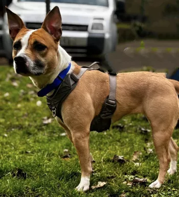 Sookie/Adoptée