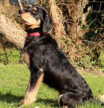 Ludo/ Adopté