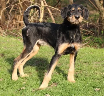 Ludo/ Adopté