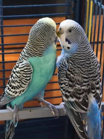 Zazoue & Kiwi