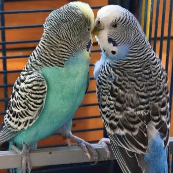Zazoue & Kiwi