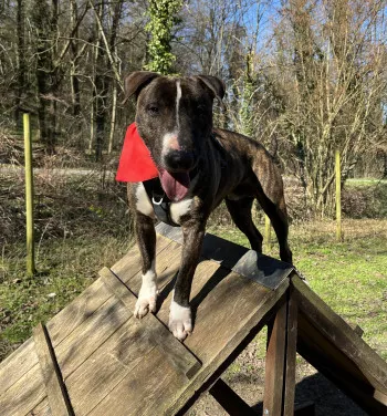 Tonka
