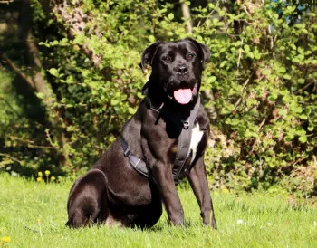 Leia/ Adoptee