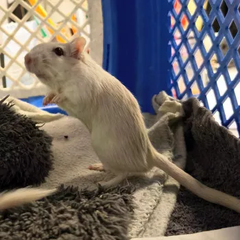 Brownie, Cookie & Oreo